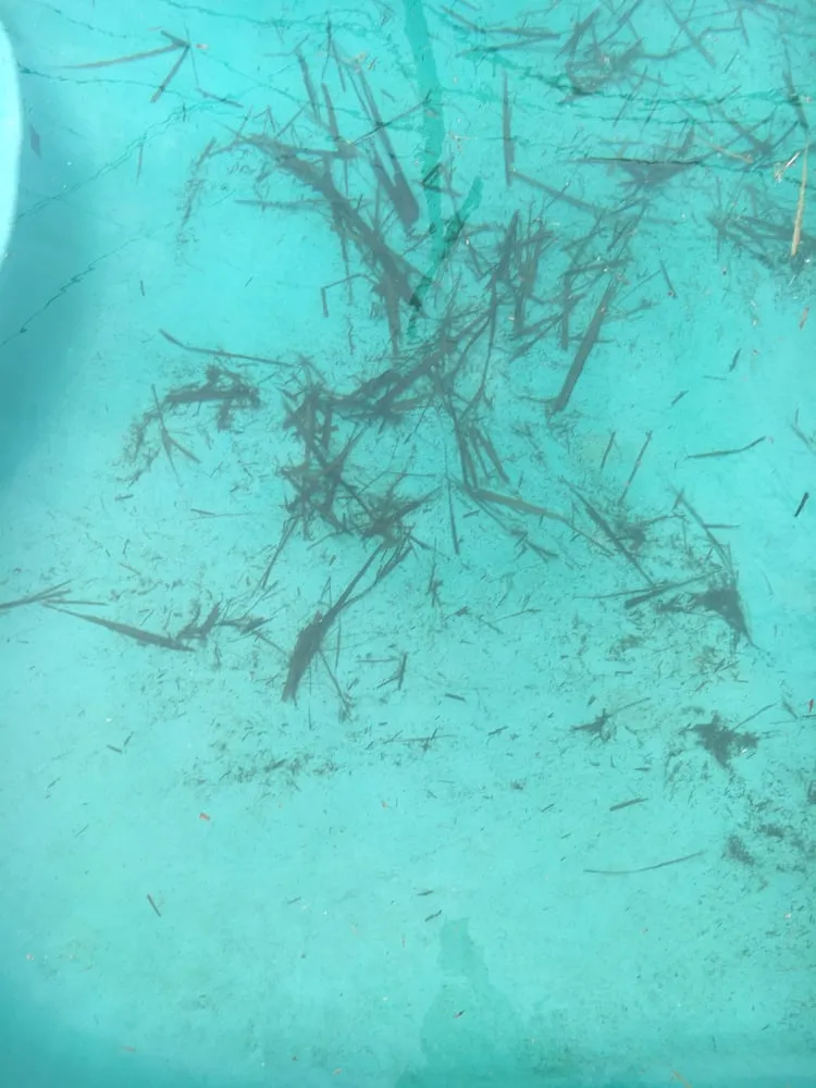 Local landscaping services experts serving El Paso, TX - Abescape Landscaping