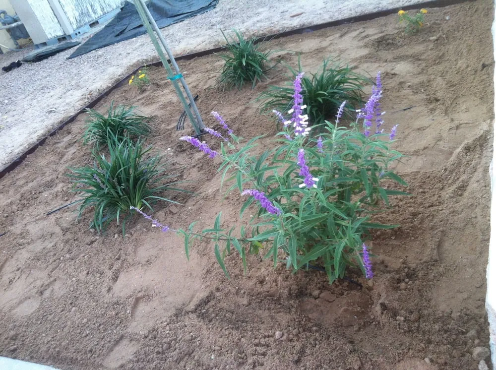 Custom yard cleanup service for residential properties in El Paso, TX by Abescape Landscaping