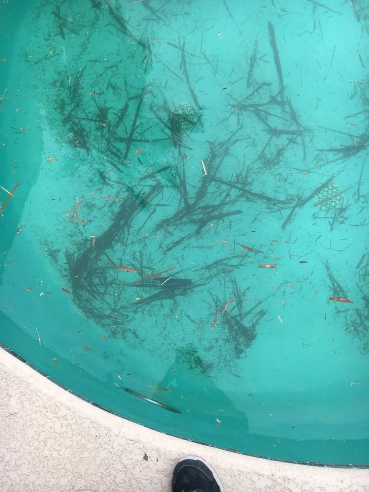 Expert lawn mowing service experts serving El Paso, TX - Abescape Landscaping