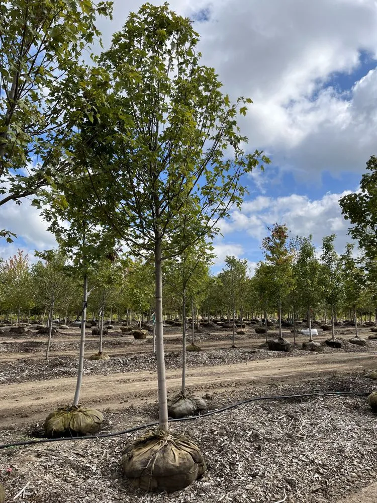 Local lawn care service near you across Brodhead, WI - Abide R.E. Solutions