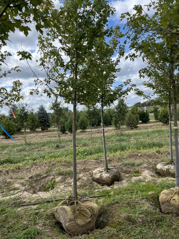 Trusted landscaping services in Brodhead, WI by Abide R.E. Solutions