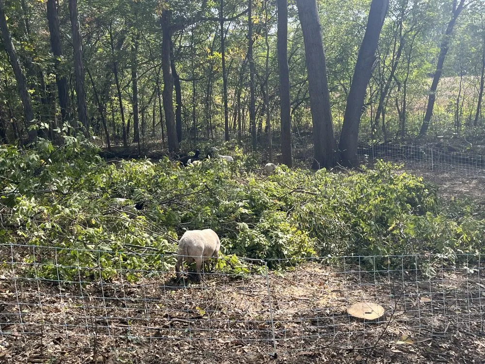 Professional garden landscaping for residential properties across Brodhead, WI - Abide R.E. Solutions