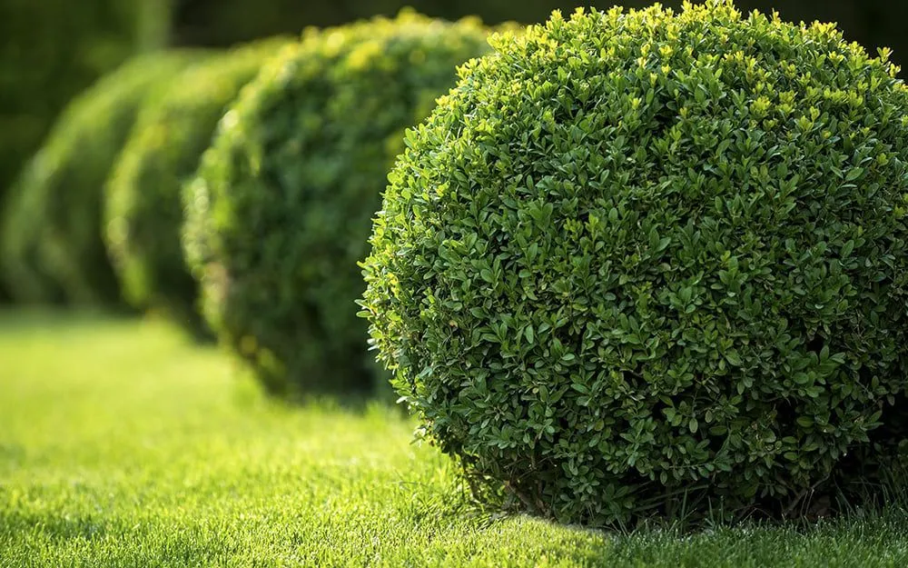 Top-rated yard cleanup service experts serving North Plainfield, NJ - Abiel Gonzalez Landscaping