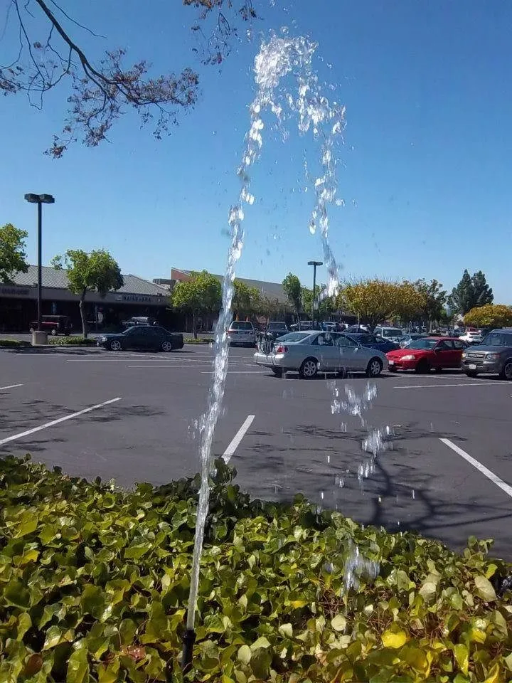 Professional yard cleanup service for homes in San Lorenzo, CA by Ability Maintenance