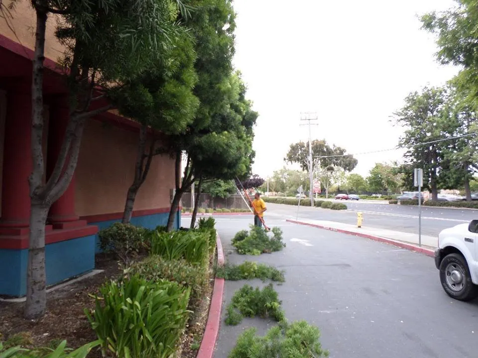 Affordable residential landscaping in San Lorenzo, CA - Ability Maintenance