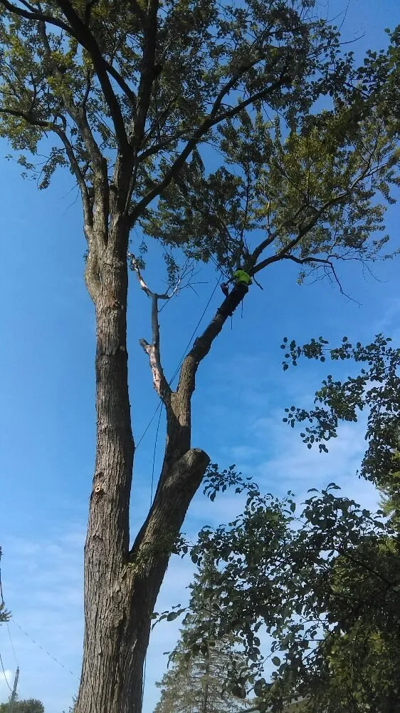 Top-rated landscape design for homes across Spring Grove, IL - Ability's Affordable Tree Service