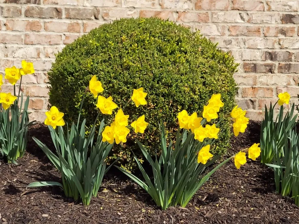 Expert landscape installation with custom design in Galloway, OH by Abix