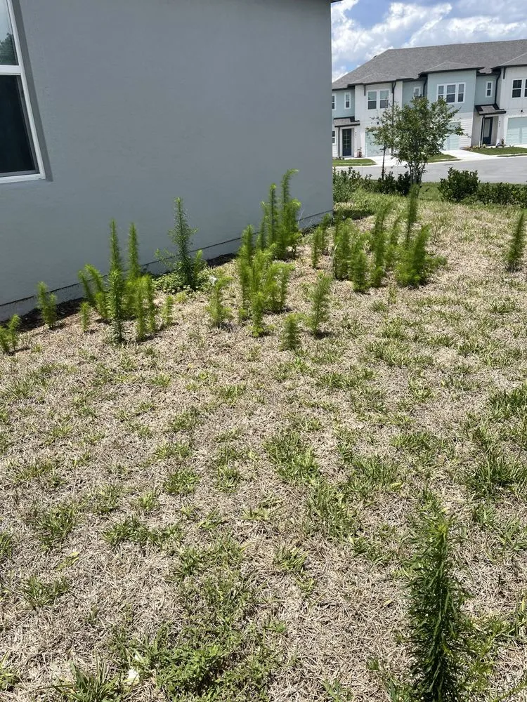 Expert yard maintenance in Davenport, FL - ABJ Custom Cleaning Solutions