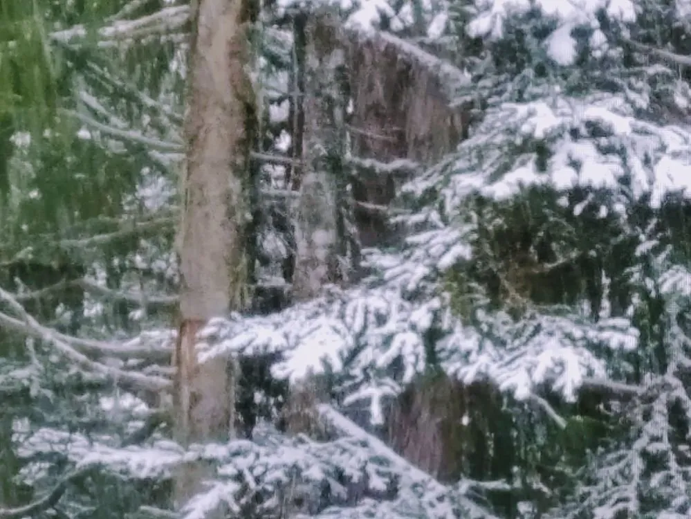 Expert yard maintenance in Eugene, OR by ABL MN