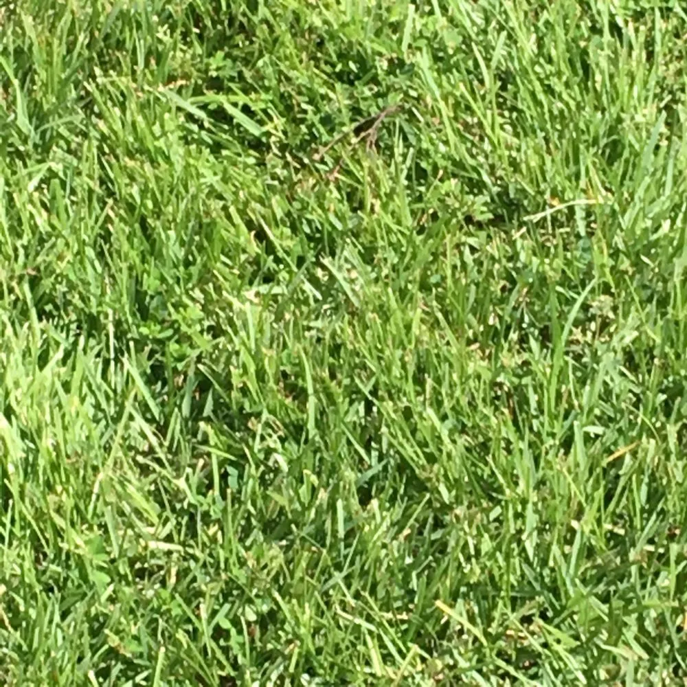 Expert lawn mowing service in Seaford, DE by Able & Ready Services