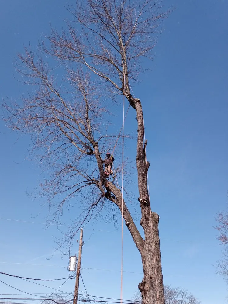 Local landscape design in Perkasie, PA by Able Brothers Tree And Plant Health Care