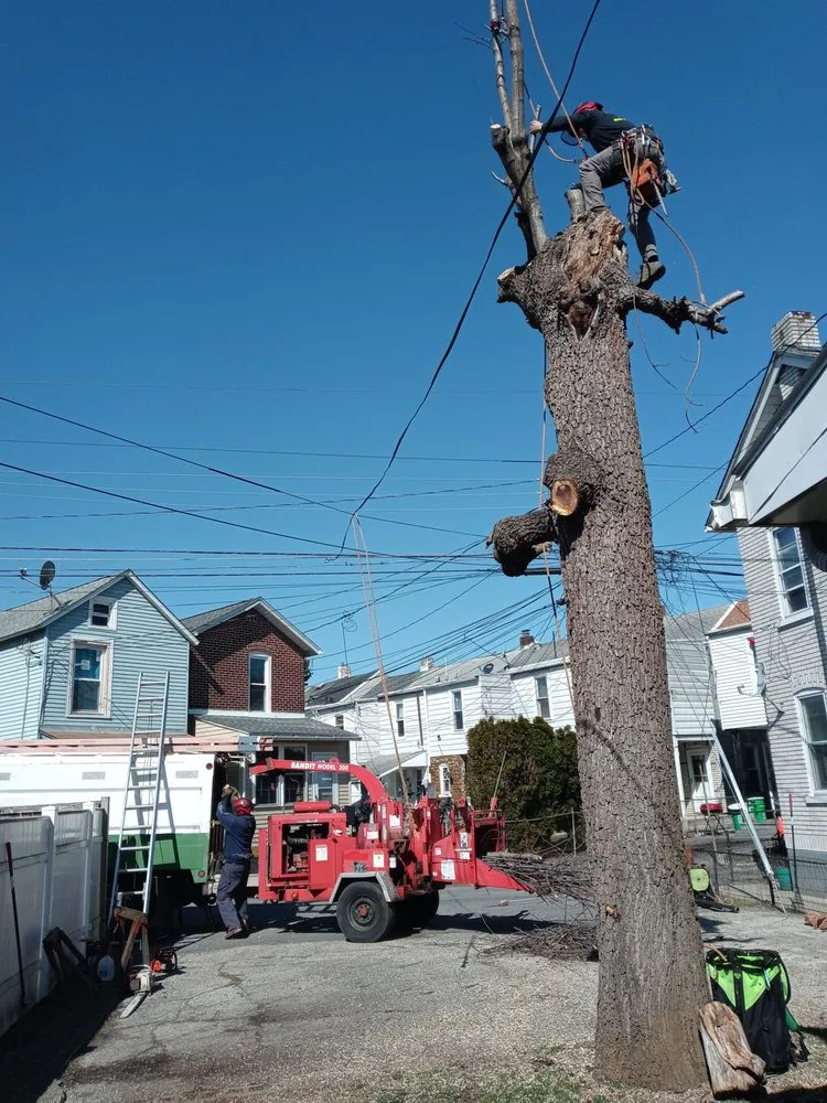 Affordable landscaping services experts serving Perkasie, PA - Able Brothers Tree And Plant Health Care