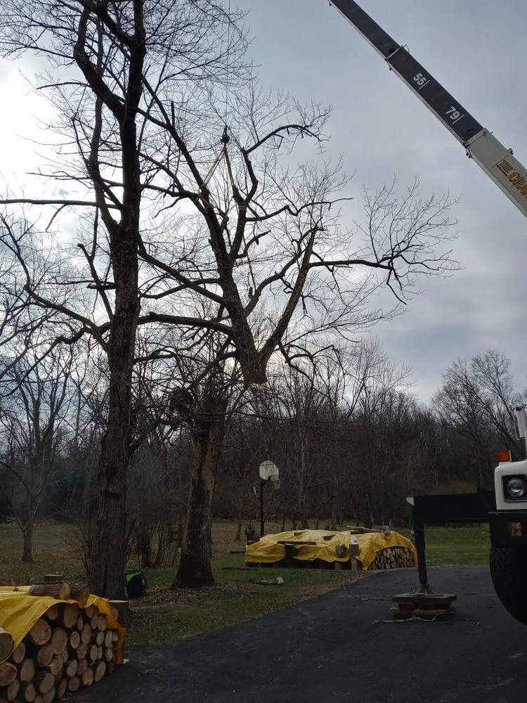 Top-rated yard maintenance for year-round maintenance in Perkasie, PA by Able Brothers Tree And Plant Health Care