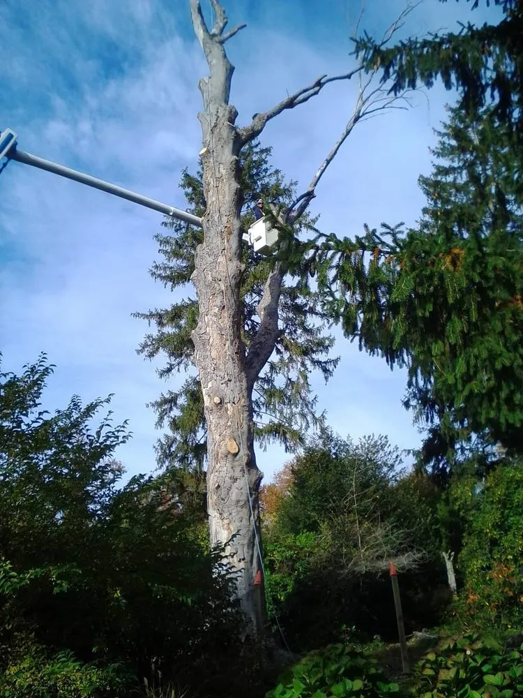 Local yard maintenance experts serving Perkasie, PA - Able Brothers Tree And Plant Health Care