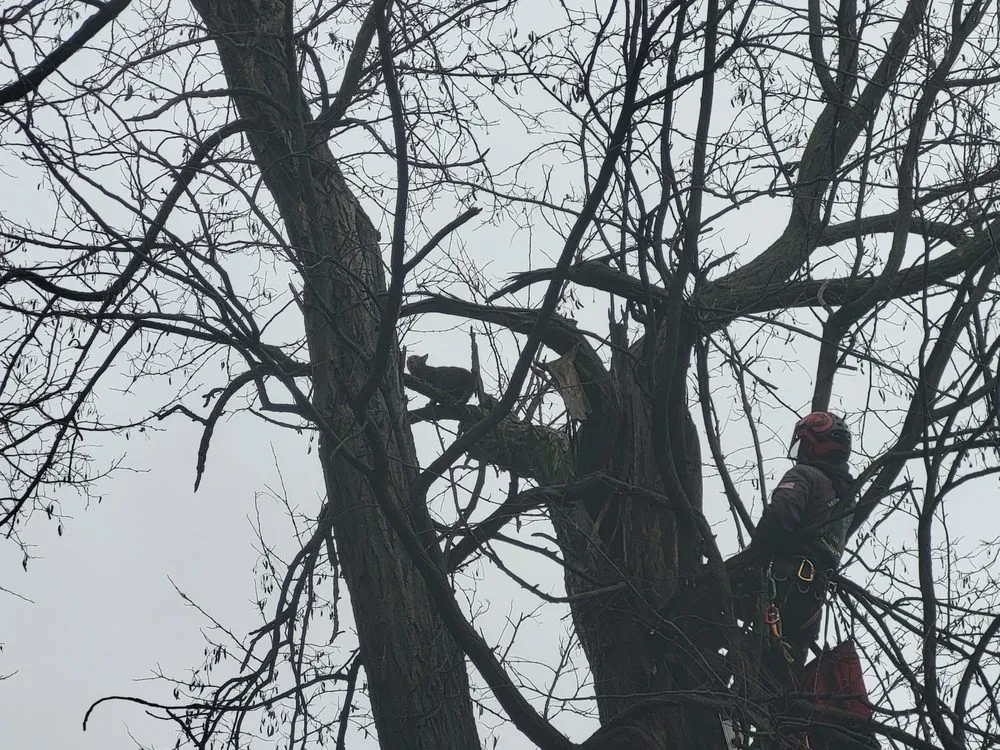 Expert landscaping services experts serving Perkasie, PA - Able Brothers Tree And Plant Health Care