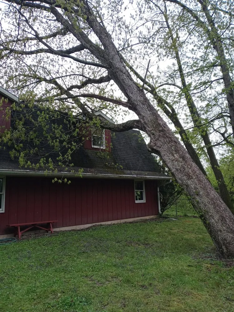 Professional yard cleanup service experts serving Perkasie, PA - Able Brothers Tree And Plant Health Care