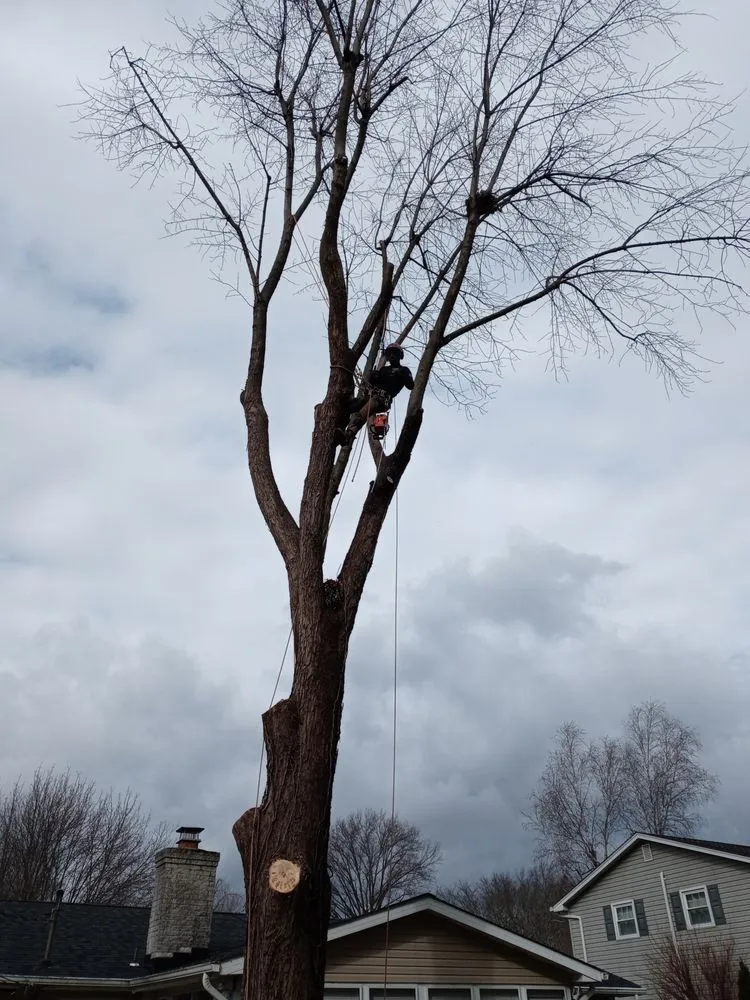 Trusted yard maintenance in Perkasie, PA - Able Brothers Tree And Plant Health Care