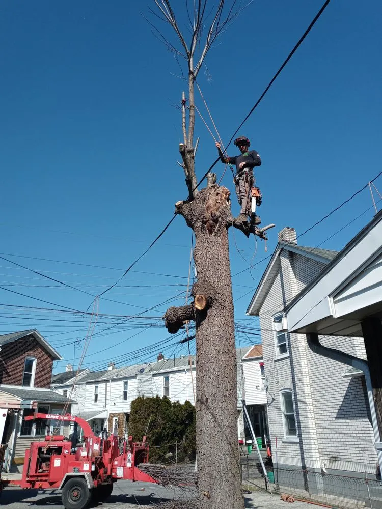 Reliable lawn care service for residential properties across Perkasie, PA - Able Brothers Tree And Plant Health Care