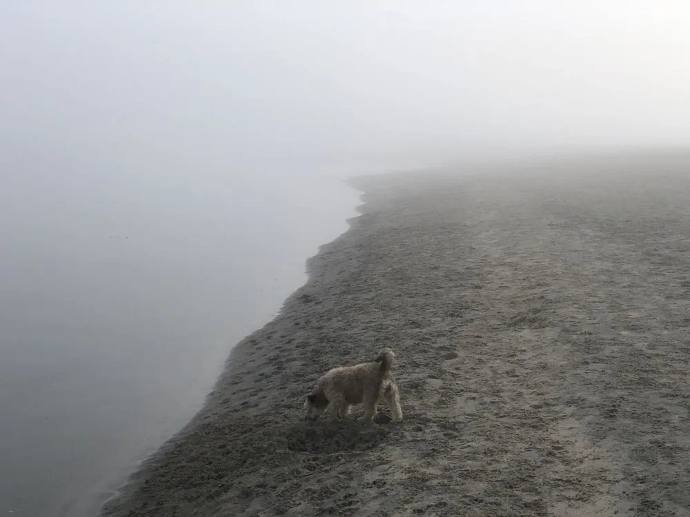 Local lawn care service for residential properties in Santee, CA by Able Masonry Concrete & Landscaping
