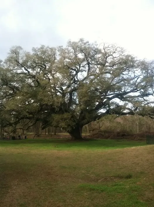 Reliable landscape installation for residential properties across Madison, FL - Able Outdoors Land Services