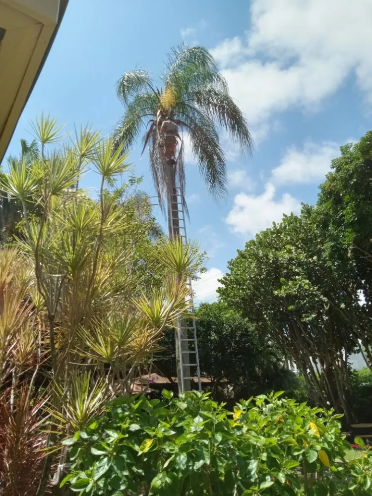 Professional outdoor landscaping in Boynton Beach, FL by Able Tree Service