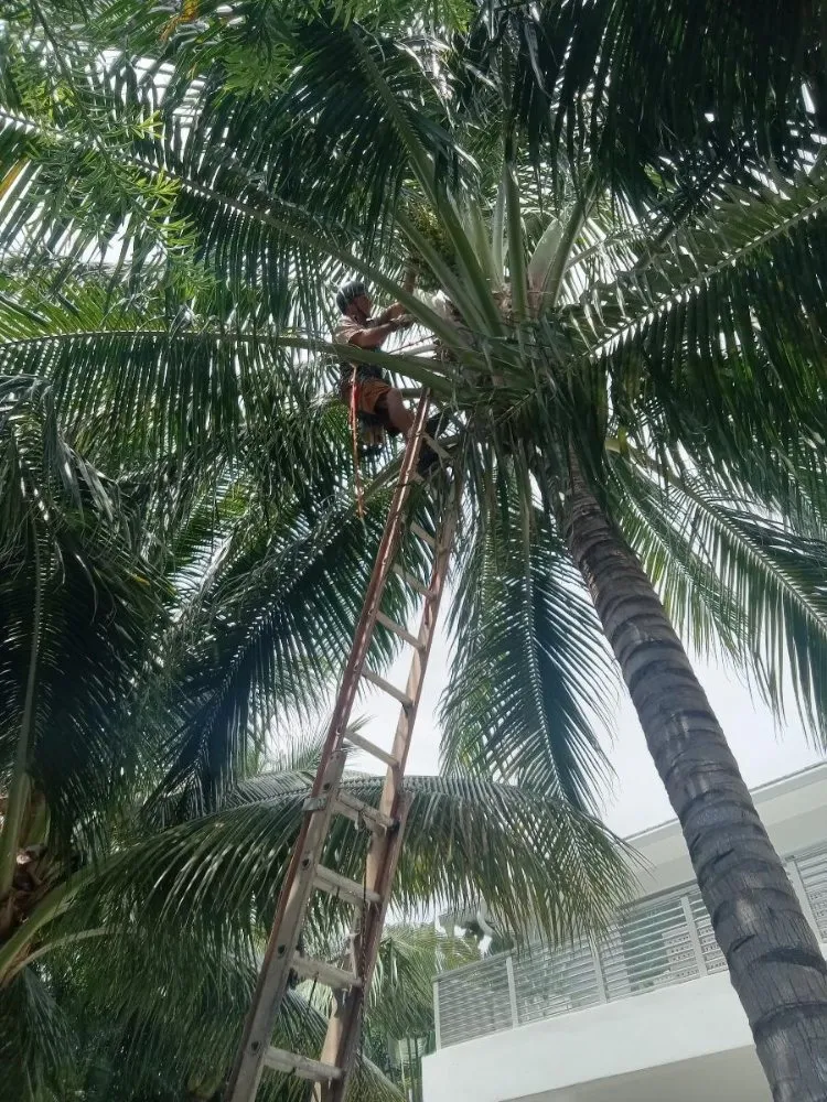 Top-rated yard cleanup service in Boynton Beach, FL - Able Tree Service