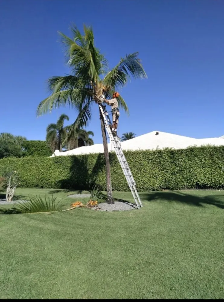Affordable lawn care service in Boynton Beach, FL by Able Tree Service