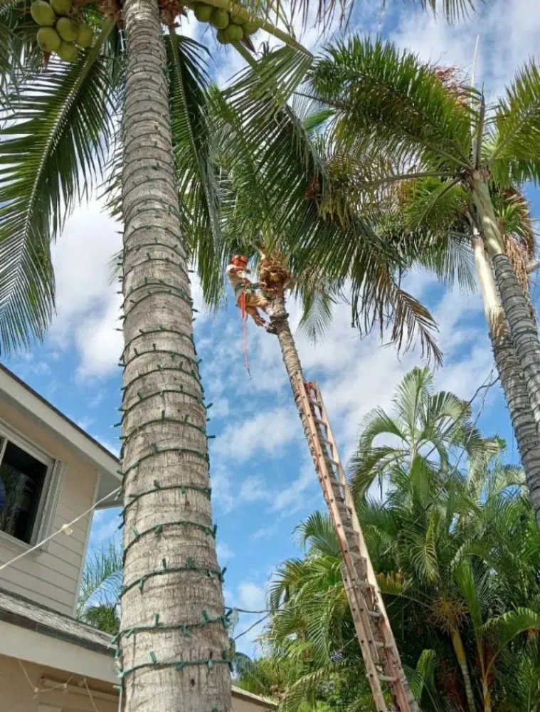 Professional yard cleanup service in Boynton Beach, FL - Able Tree Service