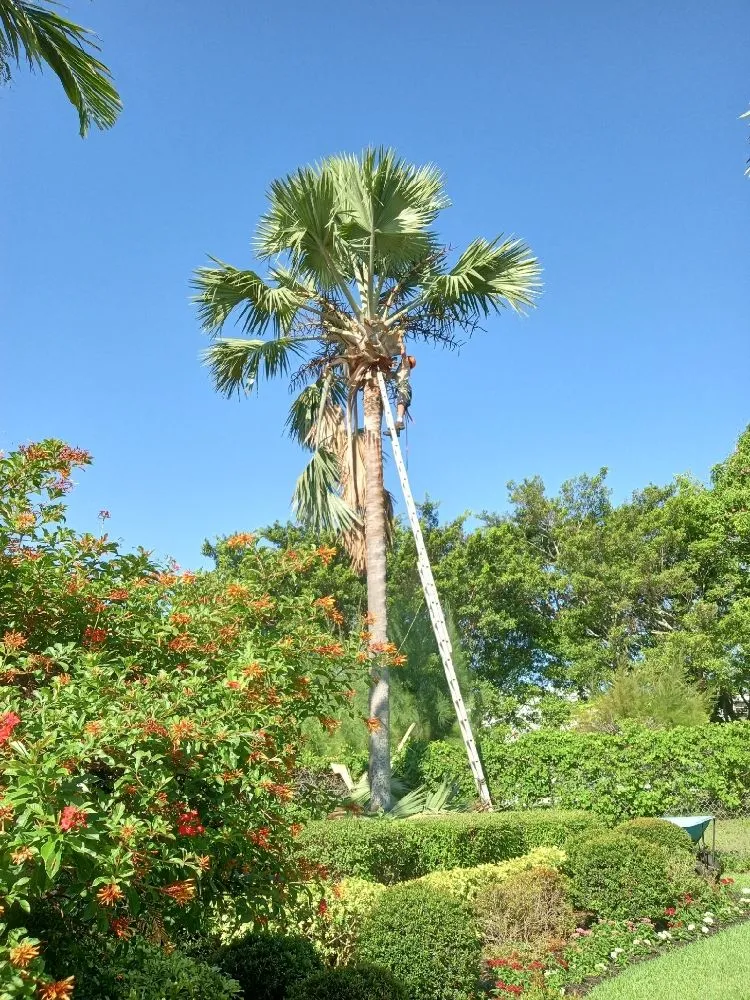 Expert yard cleanup service experts serving Boynton Beach, FL - Able Tree Service