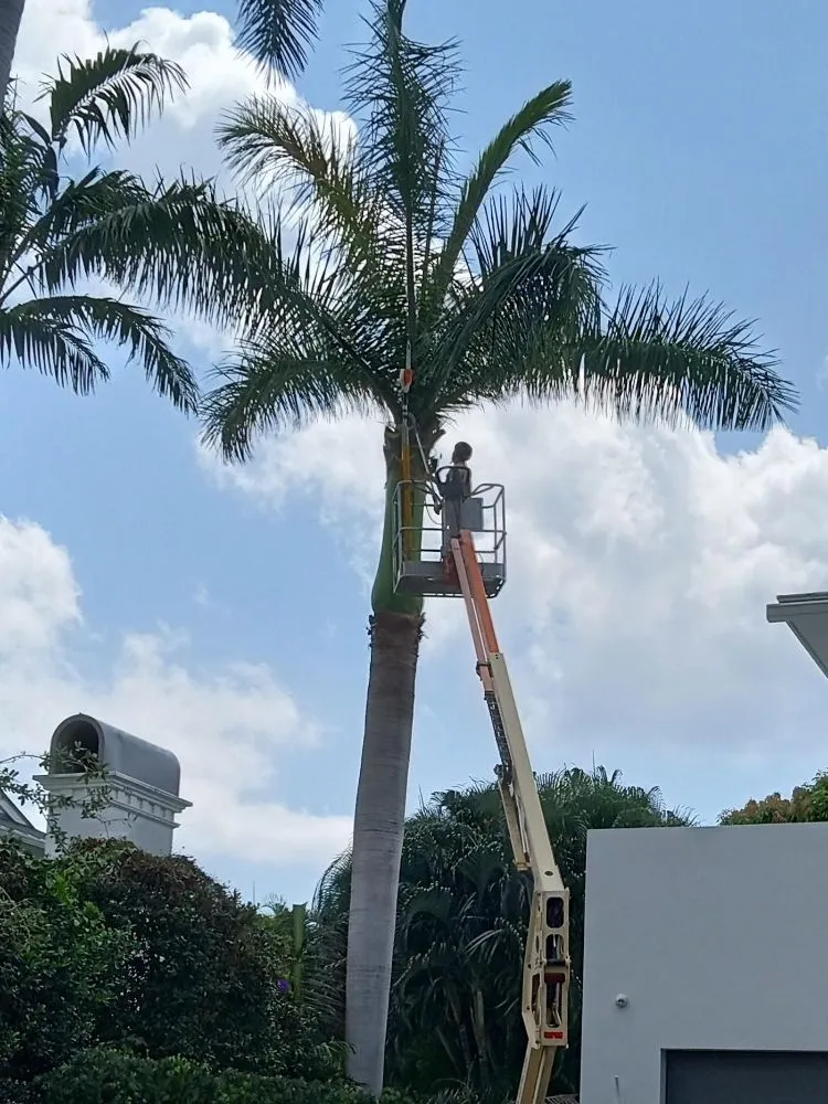 Reliable lawn care service in Boynton Beach, FL by Able Tree Service