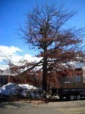 Local lawn mowing service for beautiful yards across Mount Shasta, CA - Able Tree Services