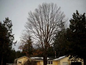 Top-rated garden landscaping for beautiful yards across Mount Shasta, CA - Able Tree Services