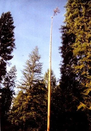 Affordable lawn mowing service in Mount Shasta, CA by Able Tree Services