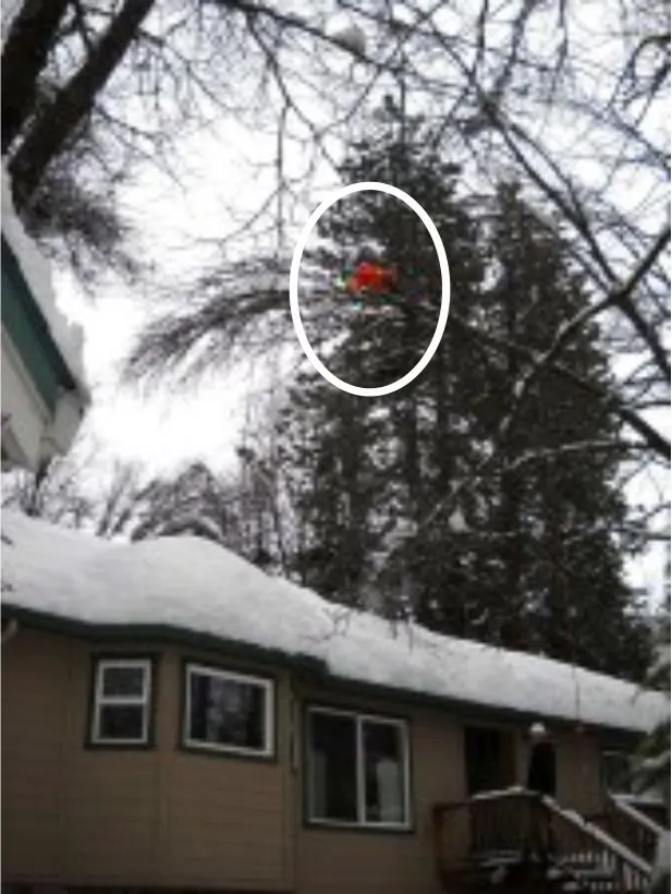 Trusted landscape design for outdoor upgrades in Mount Shasta, CA by Able Tree Services