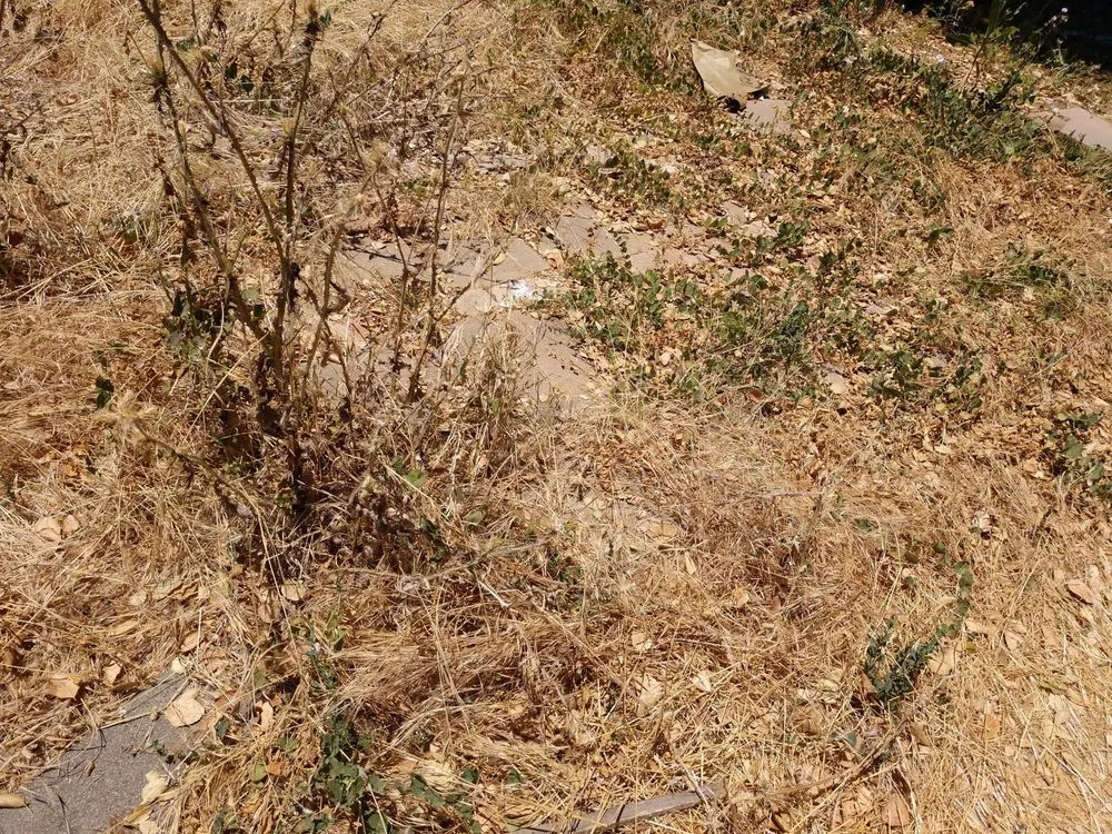 Professional yard cleanup service in San Martin, CA - Abonce Landscape