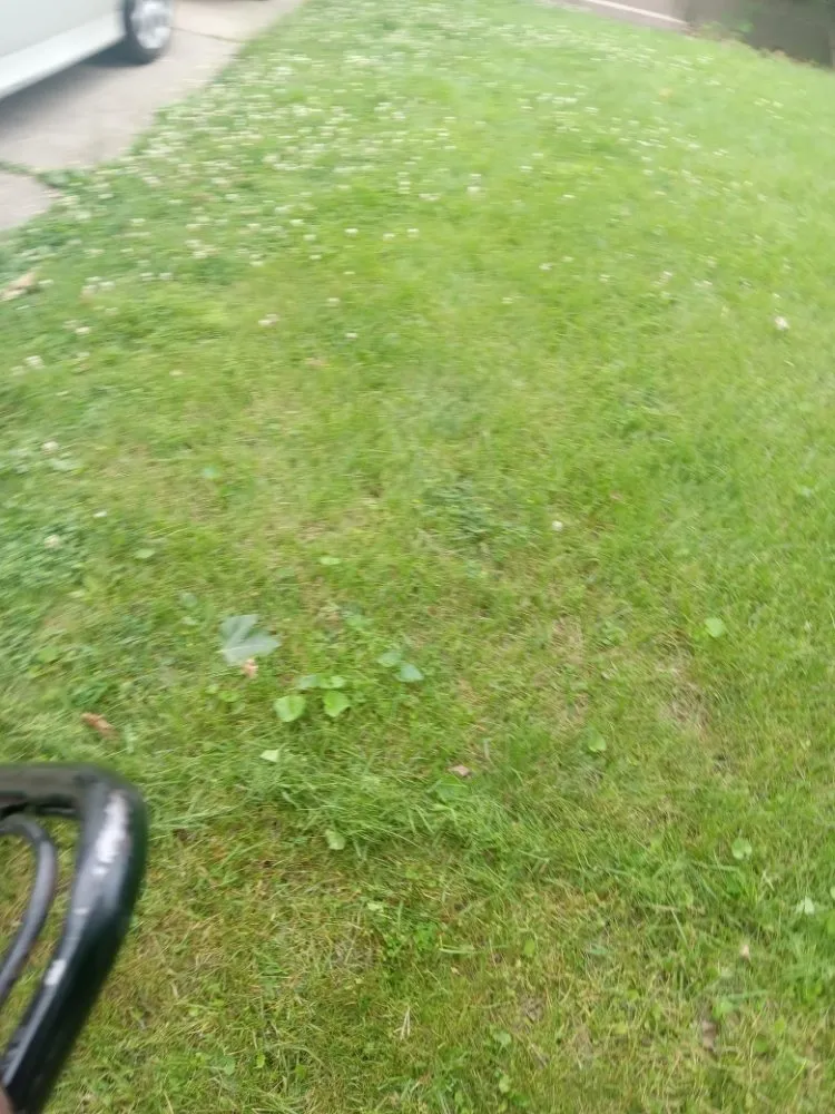 Top-rated yard cleanup service for year-round maintenance in Cincinnati, OH by Aboubacar Landscaping