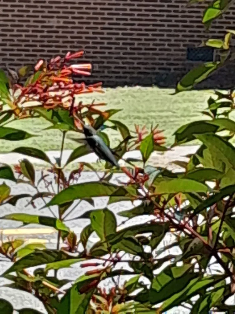 Top-rated yard cleanup service for year-round maintenance in Tallahassee, FL by About Native Yards