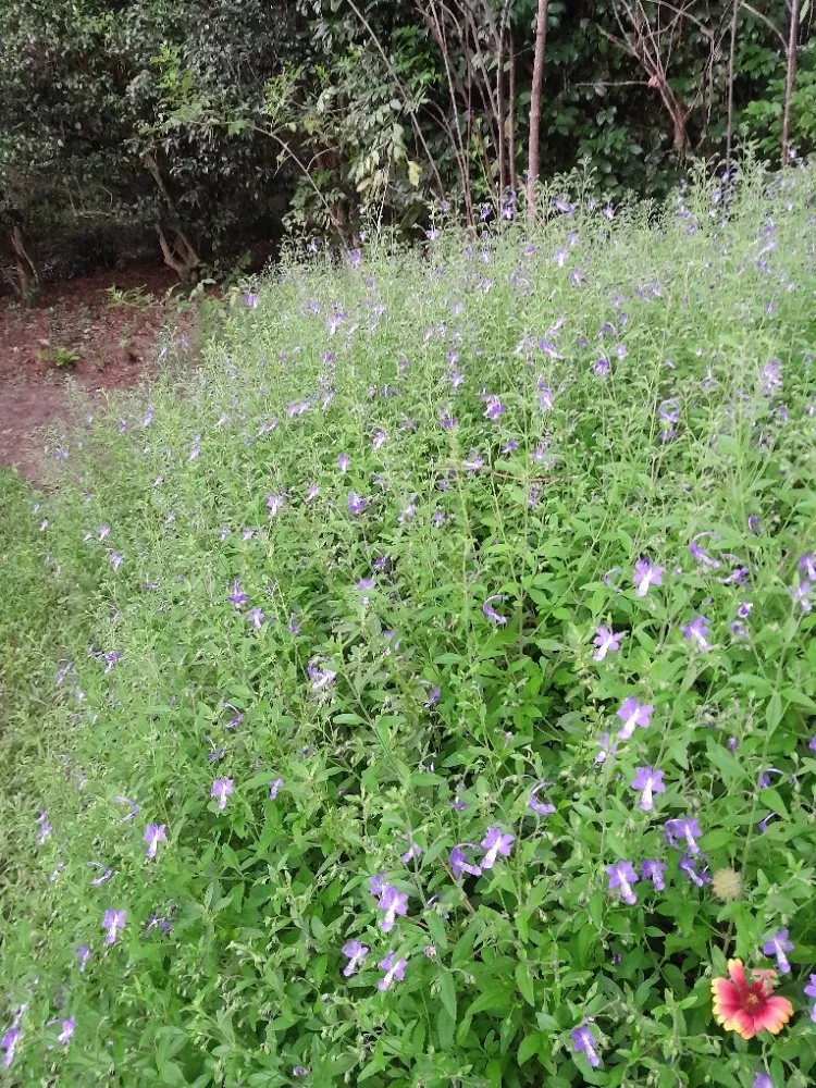 Local landscape installation for residential properties across Tallahassee, FL - About Native Yards