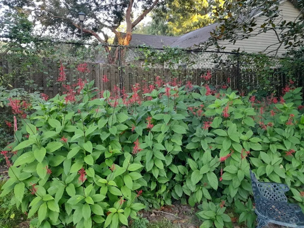 Professional yard cleanup service in Tallahassee, FL - About Native Yards