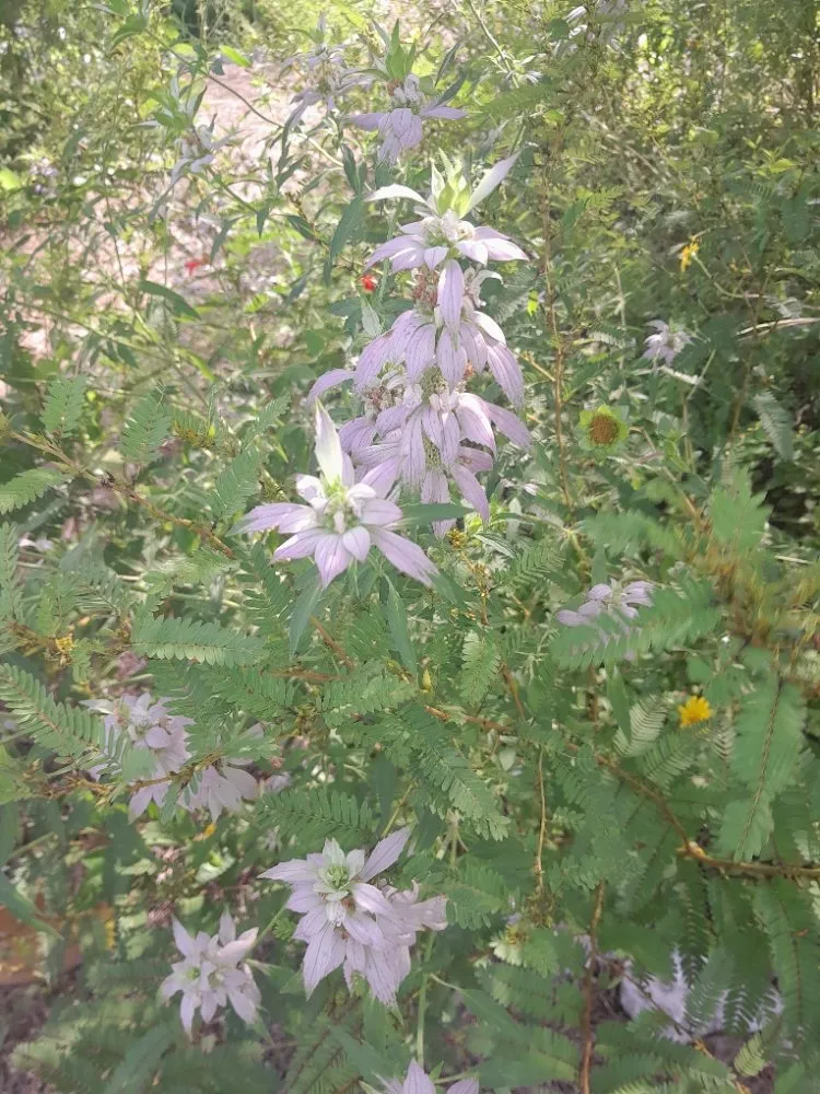 Affordable landscaping services experts serving Tallahassee, FL - About Native Yards