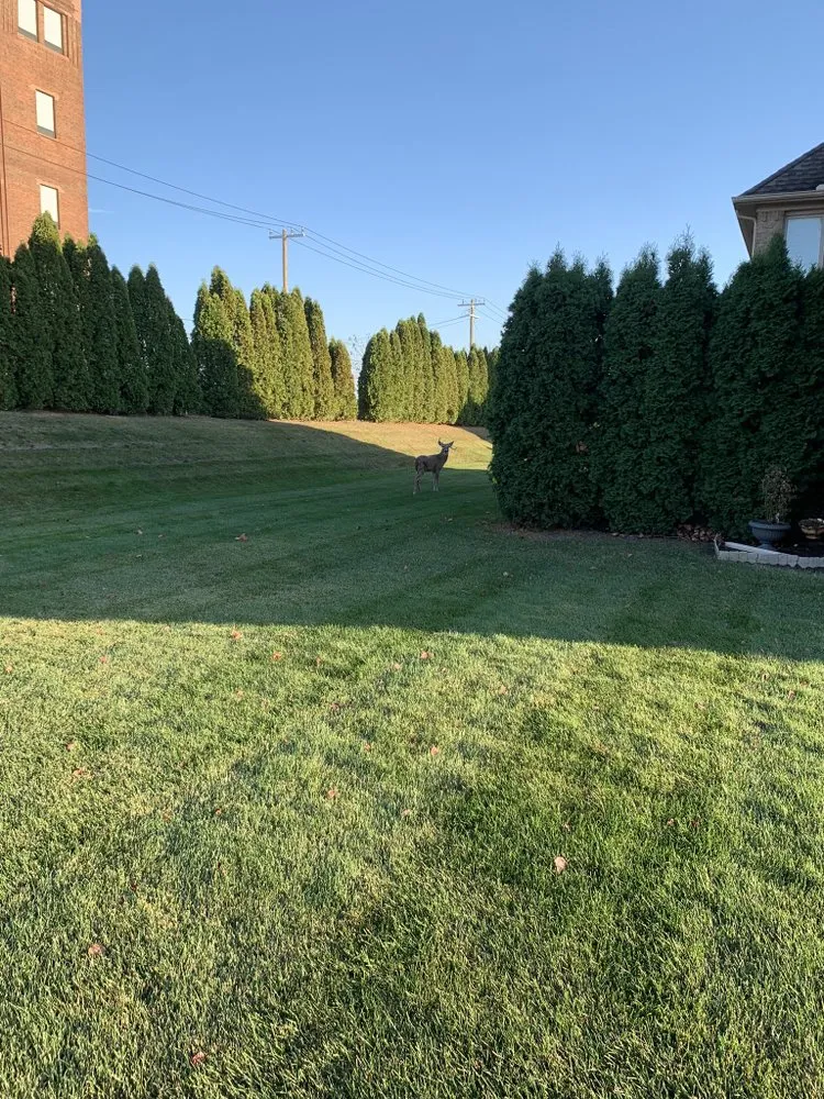 Custom yard cleanup service in Detroit, MI by About Time Lawn Care