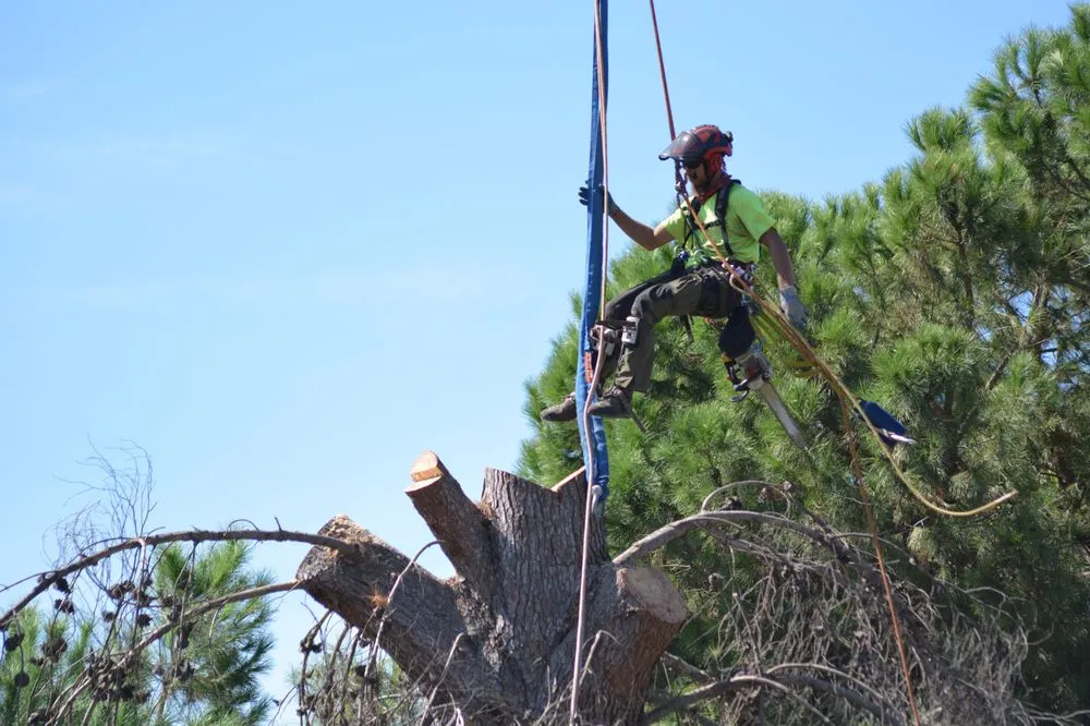 Affordable outdoor landscaping in Redding, CA - About Trees