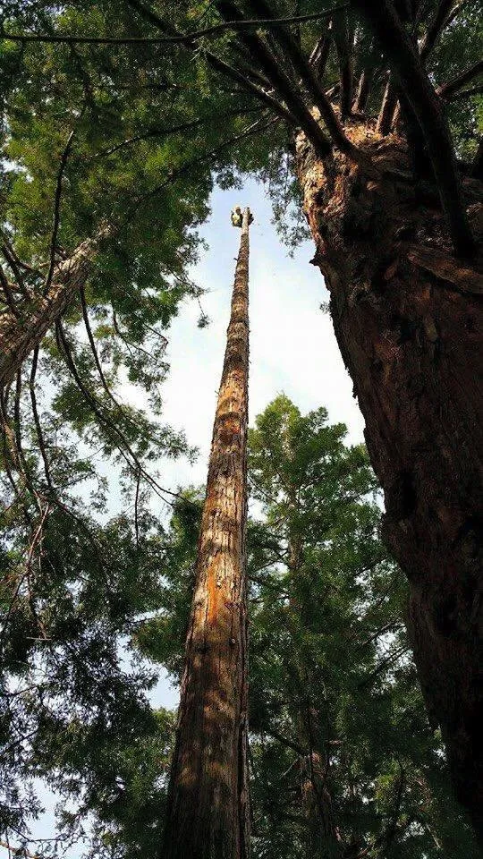 Custom outdoor landscaping in Redding, CA by About Trees