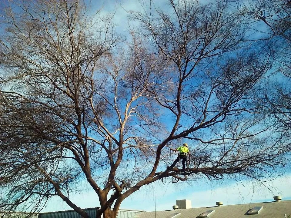 Local garden landscaping in Redding, CA - About Trees