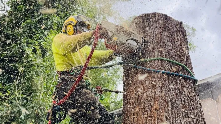 Local yard cleanup service for outdoor upgrades across Redding, CA - About Trees