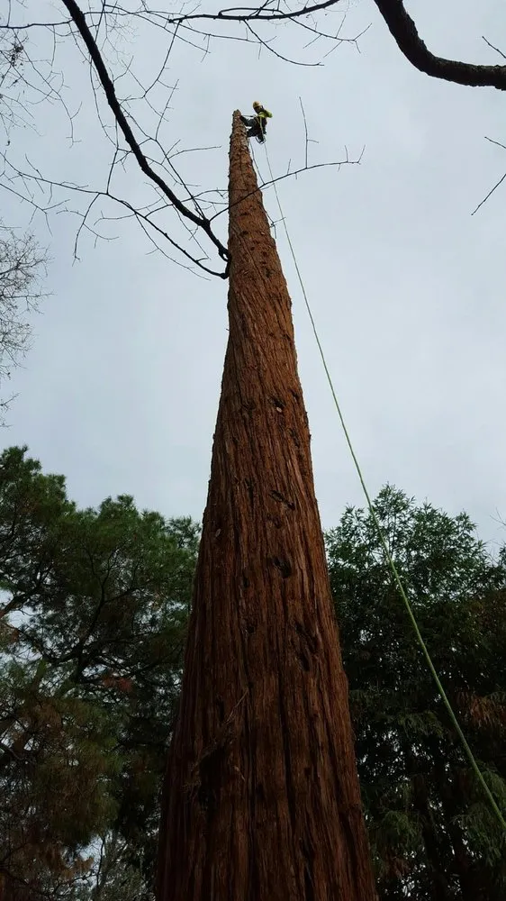 Trusted outdoor landscaping in Redding, CA - About Trees