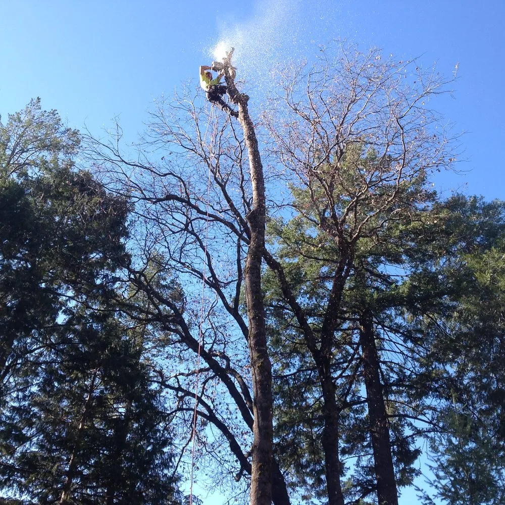 Top-rated yard maintenance experts serving Redding, CA - About Trees