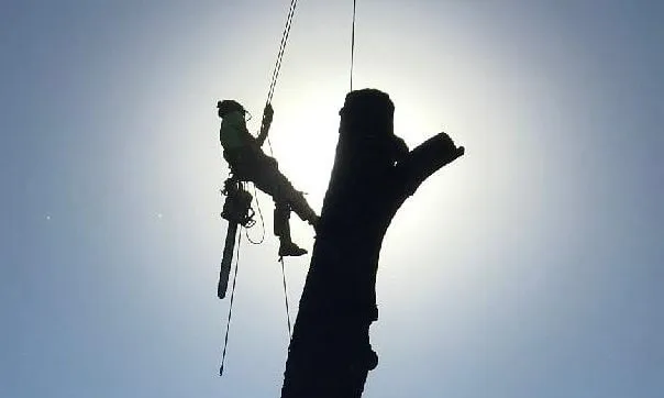 Top-rated yard cleanup service for homes in Redding, CA by About Trees