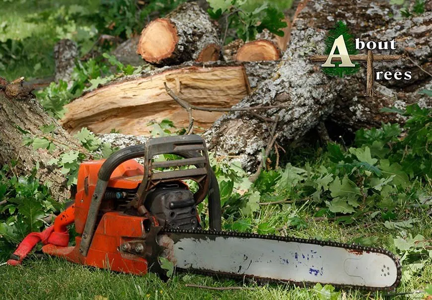 Top-rated lawn mowing service with custom design across Redding, CA - About Trees