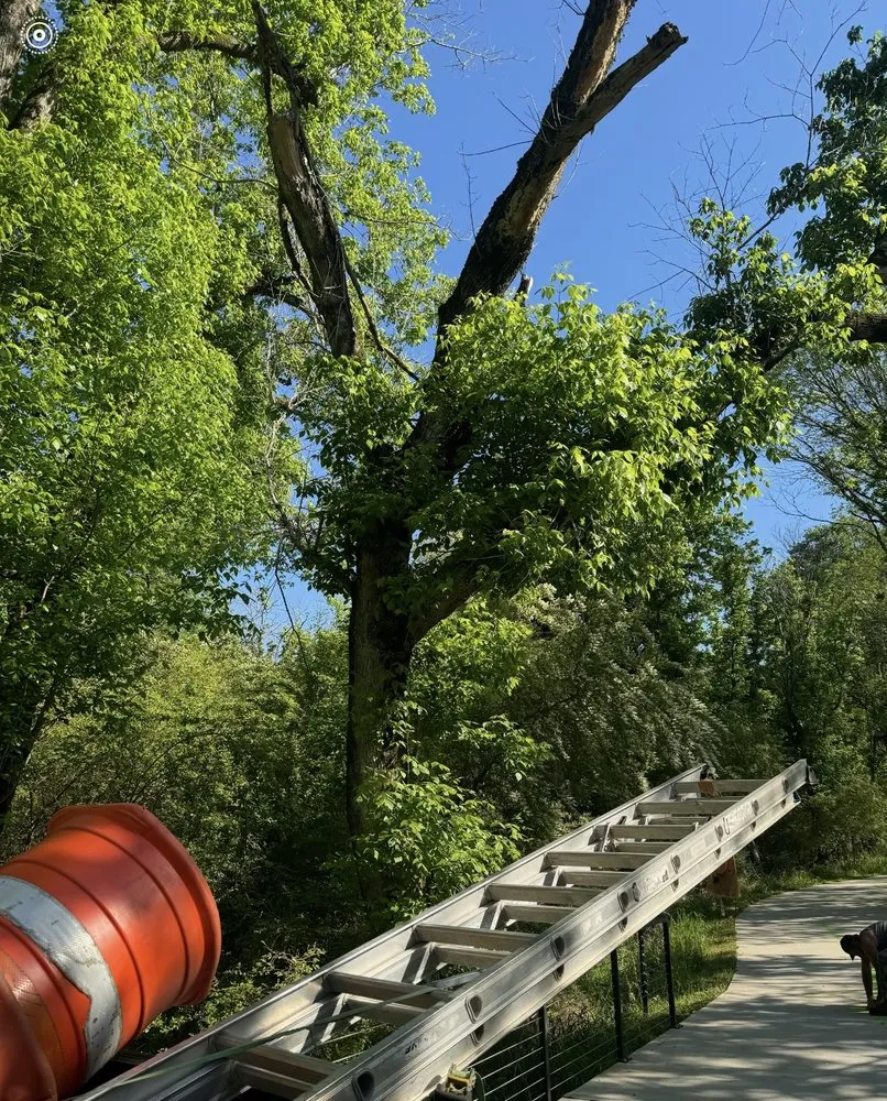 Expert lawn care service in Newnan, GA - Above & Beyond Home Services